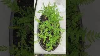 Some trees sure love to grow! #jacaranda, #forestplanting, #amazingfastgrowers,#bonsai