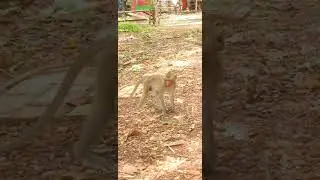 Very nice family # Monkey #amazingmonkey #animals#subscribe #shortvideo #babymonkey