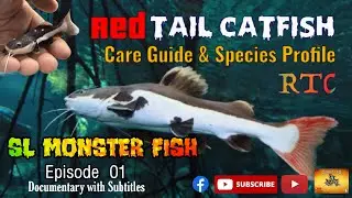 Redtail Catfish Care Guide | Redtail Catfish Species Profile | Redtail Catfish | Rare Monster Fish