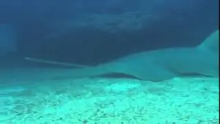C&aacute; Mập   Sharks6