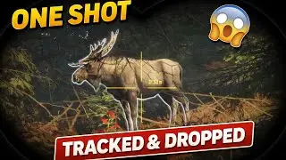 INSANE Moose Hunt | One Shot Kill & Blood Tracking | theHunter COTW