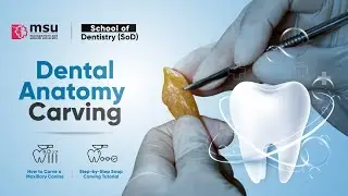 How to Carve a Maxillary Canine | Step-by-Step Soap Carving Tutorial
