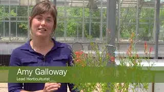 How to Plant Flame Acanthus on an Apartment Balcony | Wildflower Center