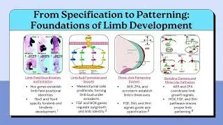 Development of the Limbs - An Embryology Presentation Assignment
