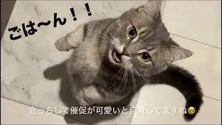 こんな可愛くおねだりされたらご飯いっぱいあげちゃいます