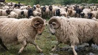 Sheep: The Silent Animal That Built Human Civilization 🐑 | Shocking Facts