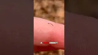 Если вы увидите это насекомое у себя на руке, НИКОГДА не прикасайтесь к нему! 🐛😱
