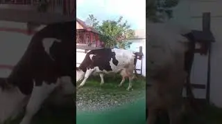 Vind vaca buna lapte.