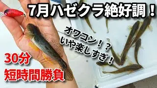【ハゼ釣り】やっぱハゼクラってスゲー！7月からこのサイズかよ【ライトゲーム】