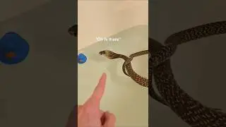 That's a cobra, NOT a rubber ducky. #reptiles #venomoussnakes #pets #cobra