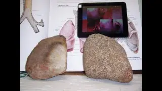 The Science of Mudfossil Preservation of Soft Tissues