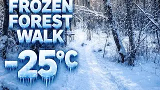 -25 Frozen Forest Walk ❄️ Calm Winter Nature Sounds