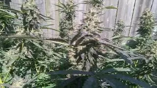Outdoor grow 2020 MAC #Ontariogrown