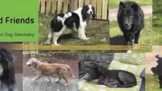 Old Friends Senior Dog Sanctuary Benefit House Concert announcement.