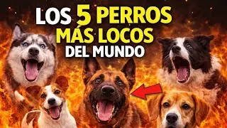 Perros hiperactivos. 