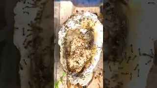 Ants Eating Raw Oyster!!