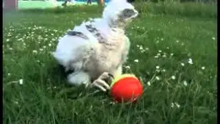 Angel Buteoides x Finnish Goshawk - Playing with a ball