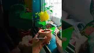 Home garden m naya member crochet tulip🌷 flower pot