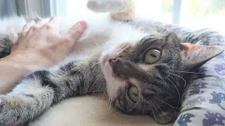 Epic Cat Belly Rub