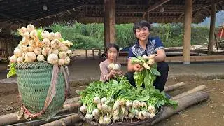 In the last days of the year, Thanh and Dan harvested radishes to sell, and the old woman went home.