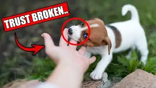 12 Mistakes That Stop Your Dog From Bonding With You