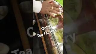 Ooty tea factory #tea #ooty #factory #teapowder