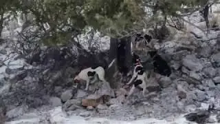 Training the dogs on mountain lion January 2018.