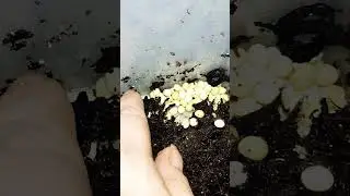 Albina has laid eggs again! #snail #ahatintime #babysnails