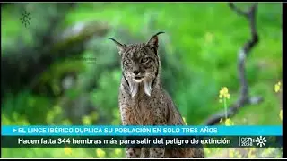 El lince ibérico se aleja del riesgo de extinción
