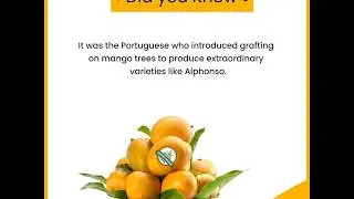 Amazing Facts About Organic Alphonso Mango (Hapus)- King Of Fruits.