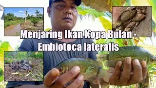 NIAT NYA MENJARING UDANG TAPI MALAH DAPAT IKAN KOPA BULAN - EMBIOTOCA LATERALIS