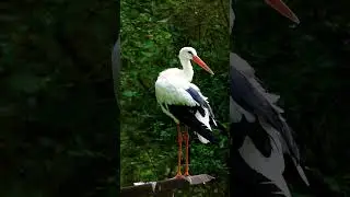 🧘&zwj;♀ Find Your Peace: Stork Preening & Serene Bird Ambiance 💚#calmness #peacefulsounds&nbsp;#bird&nbsp;#nature