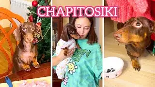 НАШИ РОЛИКИ ПОДНИМАЮТ НАСТРОЕНИЕ! II CHAPITOSIKI