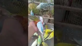 🌈 Regenbogen Mutationen 🐦 Faszinierende Vielfalt #Farbenpracht