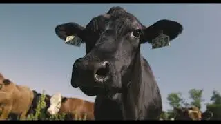 Our Story | BDA Farm | Regenerative Alabama Farm