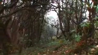 Red Panda Network - Imagine A Place  - 1'37-PSA Video