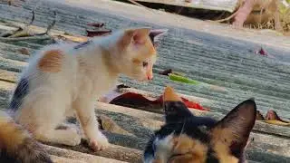 Dad Cat Growled and Chased Her Away | Oh! Poor Kitten 😿🐱