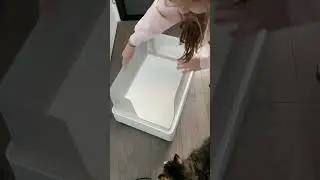 The Best Hidden Litter Box