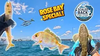 Is Rose Bay Worth Trolling? Kayak Fishing on Sydney Harbour 🎣🛶