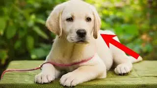 how to check purity of labour dog breed / labour ki purity ka pata kasa kara #laboura #ashudoglover