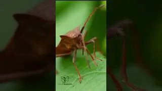 Do You Know What Arachnid Such as Mites and Ticks are?