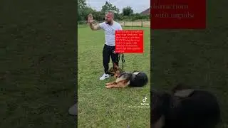 How To Teach Any Dog To Be Calm