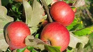 Äpfel ohne ende. Was macht man damit???
