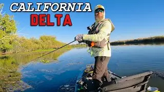 My GREATEST Day Bass Fishing Topwater Frogs | CA DELTA