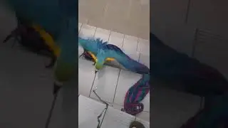Peroket ara aruna