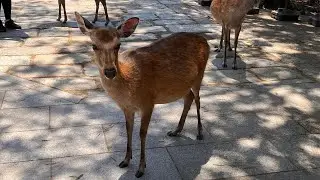 Nara & Kyoto Japan VLOG | Land of Deer, Japanese Tea Experience, Katsukura Tonkatsu
