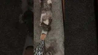 What is Archie doing? #uk #archie #puppy #nature #pets #family #live#