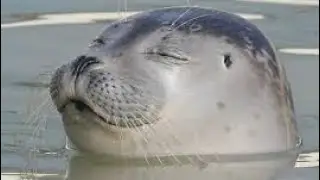 Top 5 seals