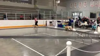 Best in Brace - CKC Conformation Dog Show