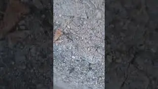 Archaeognatha Machilidae on Narragansett Sea Wall in Rhode Island